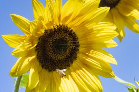 Photo for Sunflowers with blue sky background - Royalty Free Image