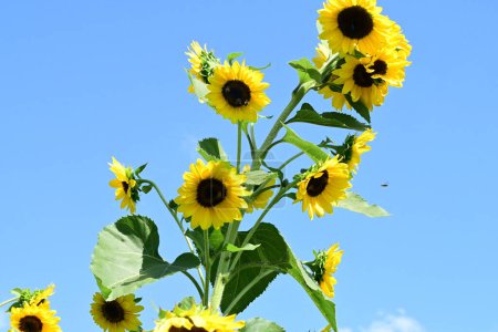 Photo for Sunflowers with blue sky background - Royalty Free Image