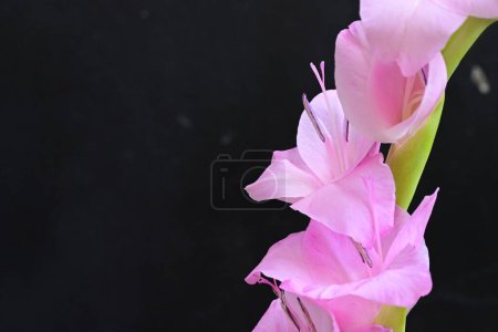 Photo for Close up of beautiful bright pink flowers on dark background - Royalty Free Image
