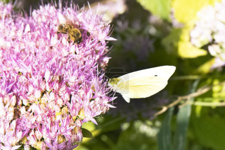 Foto de Mariposa blanca sobre una flor en el jardín. - Imagen libre de derechos