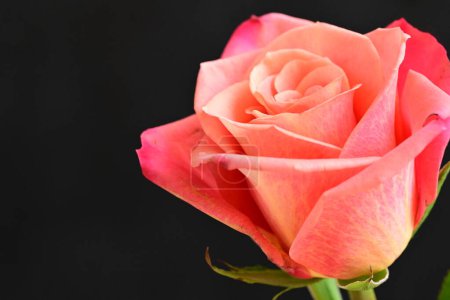 Foto de Primer plano de hermosa flor de rosa brillante sobre fondo oscuro - Imagen libre de derechos