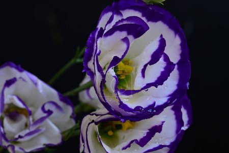 Foto de Hermosas flores de eustoma blanco y púrpura, vista de cerca - Imagen libre de derechos