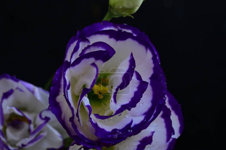 Téléchargez les photos : Belles fleurs d'eustomes blanches et violettes, vue rapprochée - en image libre de droit