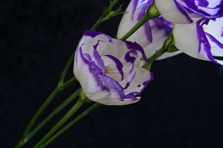 Téléchargez les photos : Belles fleurs d'eustomes blanches et violettes, vue rapprochée - en image libre de droit