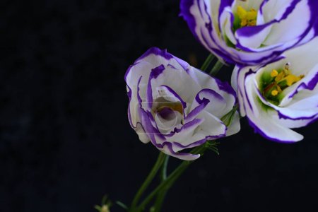 Foto de Hermosas flores de eustoma blanco y púrpura, vista de cerca - Imagen libre de derechos