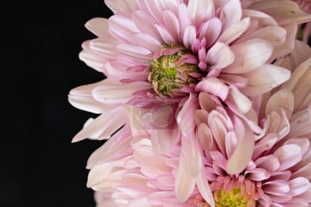 Foto de Primer plano de flores rosadas en el jardín - Imagen libre de derechos