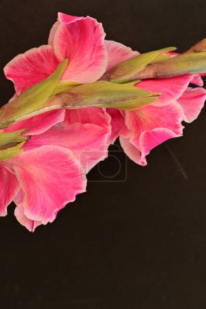 Téléchargez les photos : Gros plan de fleurs roses dans le jardin - en image libre de droit