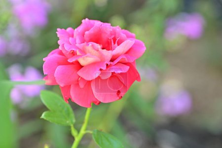 Photo for Pink rose in the garden - Royalty Free Image