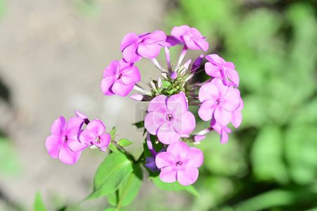 Foto de Primer plano de flores rosadas en el jardín - Imagen libre de derechos