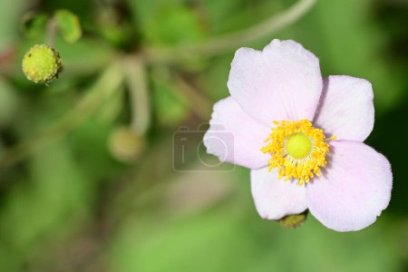 Photo for Close up of pink flowers in the garden - Royalty Free Image