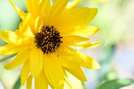 Téléchargez les photos : Belles fleurs jaunes, vue rapprochée - en image libre de droit