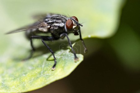 Photo for Fly on green leaf, close up - Royalty Free Image
