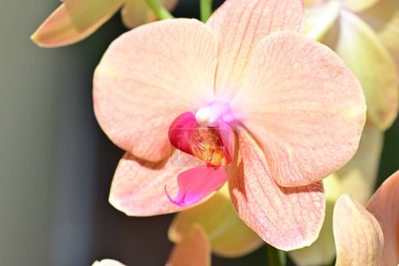 Foto de Hermosas flores de orquídea en el jardín, vista de cerca - Imagen libre de derechos