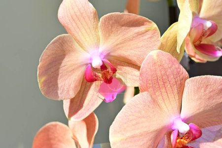 Foto de Hermosas flores de orquídea en el jardín, vista de cerca - Imagen libre de derechos