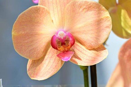 Photo for Beautiful orchid flowers in the garden, close - up view - Royalty Free Image