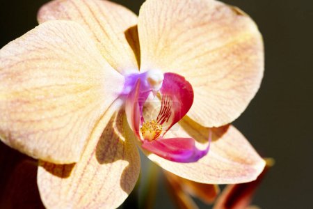 Photo for Beautiful orchid flowers, floral concept background - Royalty Free Image