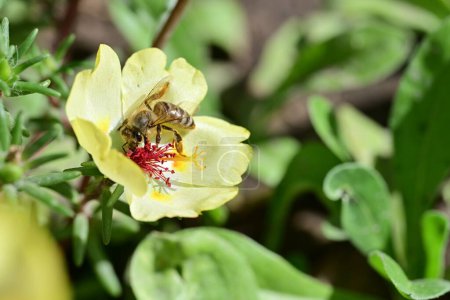 Foto de La abeja recogiendo el polen en la flor - Imagen libre de derechos