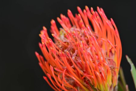 Foto de Flor roja en el jardín - Imagen libre de derechos