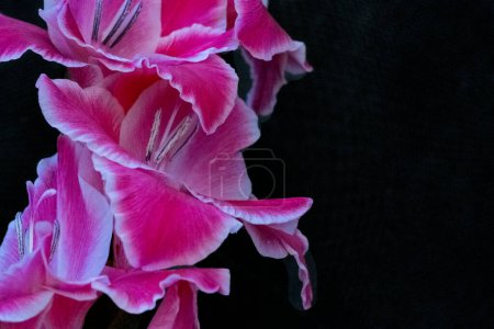 Téléchargez les photos : Belles fleurs roses sur fond noir - en image libre de droit