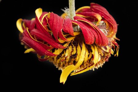 Téléchargez les photos : Belle fleur fanée sur un fond sombre - en image libre de droit