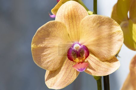 Foto de Flores hermosas de la orquídea, fondo floral del concepto - Imagen libre de derechos