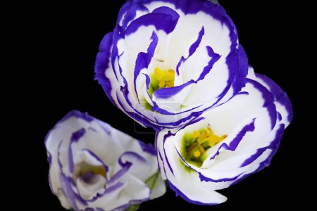 Téléchargez les photos : Belles fleurs d'eustome vue rapprochée - en image libre de droit