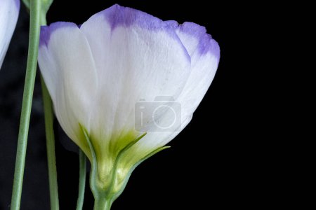 Foto de Hermosas flores eustoma vista de cerca - Imagen libre de derechos