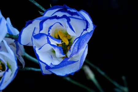 Téléchargez les photos : Belles fleurs d'eustome vue rapprochée - en image libre de droit