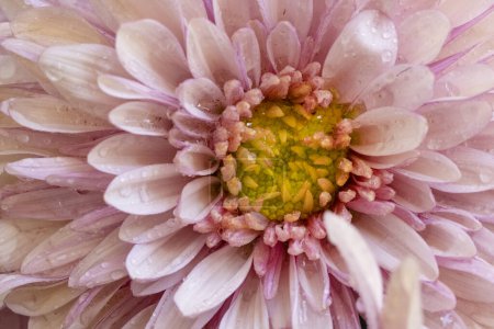 Foto de Primer plano de una flor con gotas de lluvia - Imagen libre de derechos