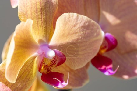 Photo for Beautiful orchid flowers, floral concept background - Royalty Free Image