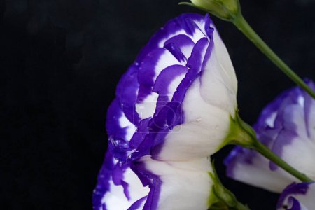 Foto de Hermosas flores eustoma vista de cerca - Imagen libre de derechos