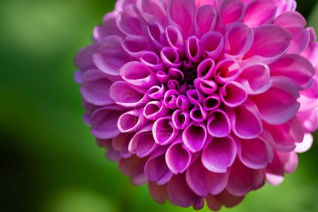Photo for Dahlia flower, close up view, macro - Royalty Free Image