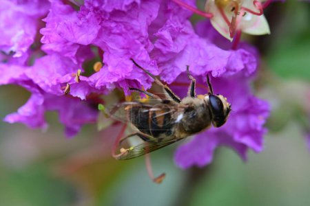 Téléchargez les photos : Gros plan d'abeille sur une fleur rose - en image libre de droit
