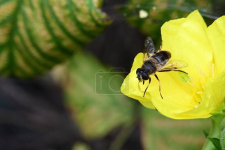 Foto de Una abeja sobre una flor amarilla - Imagen libre de derechos