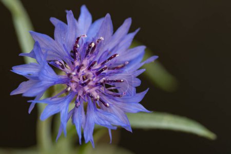 Téléchargez les photos : Belles fleurs violettes, vue rapprochée - en image libre de droit