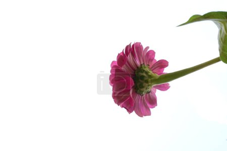 Photo for Beautiful gerbera on white background, close view - Royalty Free Image