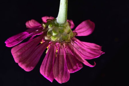 Téléchargez les photos : Belle fleur lumineuse sur fond noir, vue rapprochée - en image libre de droit