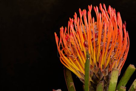 Foto de Primer plano de flor roja sobre fondo oscuro - Imagen libre de derechos