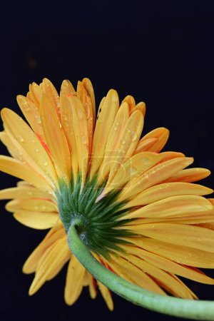 Téléchargez les photos : Belle fleur de gerbera sur fond sombre, concept d'été, vue rapprochée - en image libre de droit