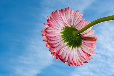 Photo for Beautiful gerbera  flower on  sky background - Royalty Free Image