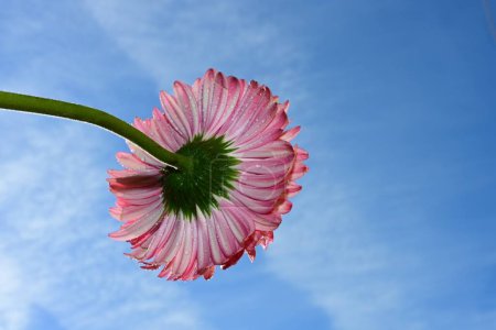 Photo for Gerbera  flower on  sky background - Royalty Free Image