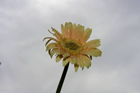 Téléchargez les photos : Belle fleur gerbera sur fond de ciel - en image libre de droit