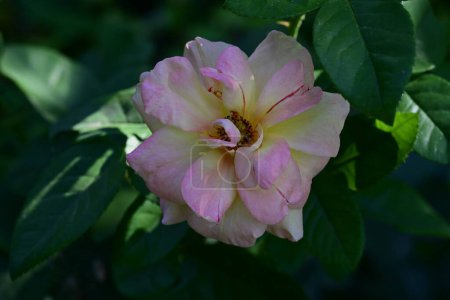 Foto de Primer plano de hermosa flor rosa - Imagen libre de derechos