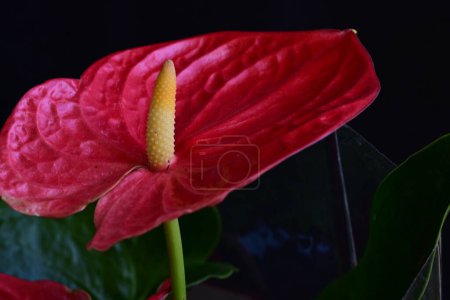 Téléchargez les photos : Gros plan d'une belle fleur rouge dans le fond sombre - en image libre de droit