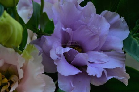 Foto de Flores, hermoso plano botánico, fondo de pantalla natural - Imagen libre de derechos