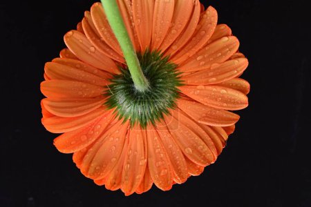 Téléchargez les photos : Belle fleur de gerbera rouge sur fond sombre, concept d'été, vue rapprochée - en image libre de droit