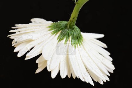 Téléchargez les photos : Belle fleur de gerbera blanche sur fond sombre, concept d'été, vue rapprochée - en image libre de droit