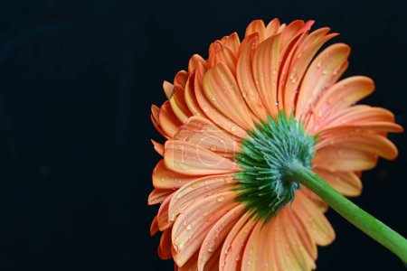 Foto de Hermosa flor de gerberas sobre fondo oscuro, concepto de verano, vista cercana - Imagen libre de derechos