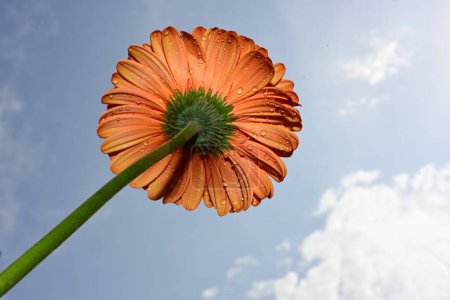 Téléchargez les photos : Fleur sur le fond bleu ciel - en image libre de droit