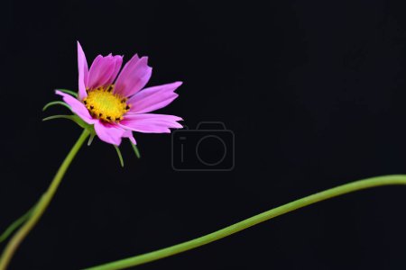 Photo for Beautiful   flower on dark background, summer concept, close view - Royalty Free Image